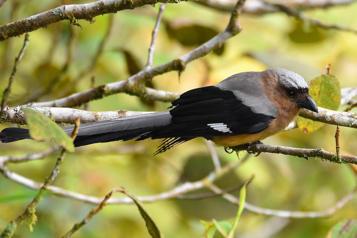 Bornean Treepie - ML321772371