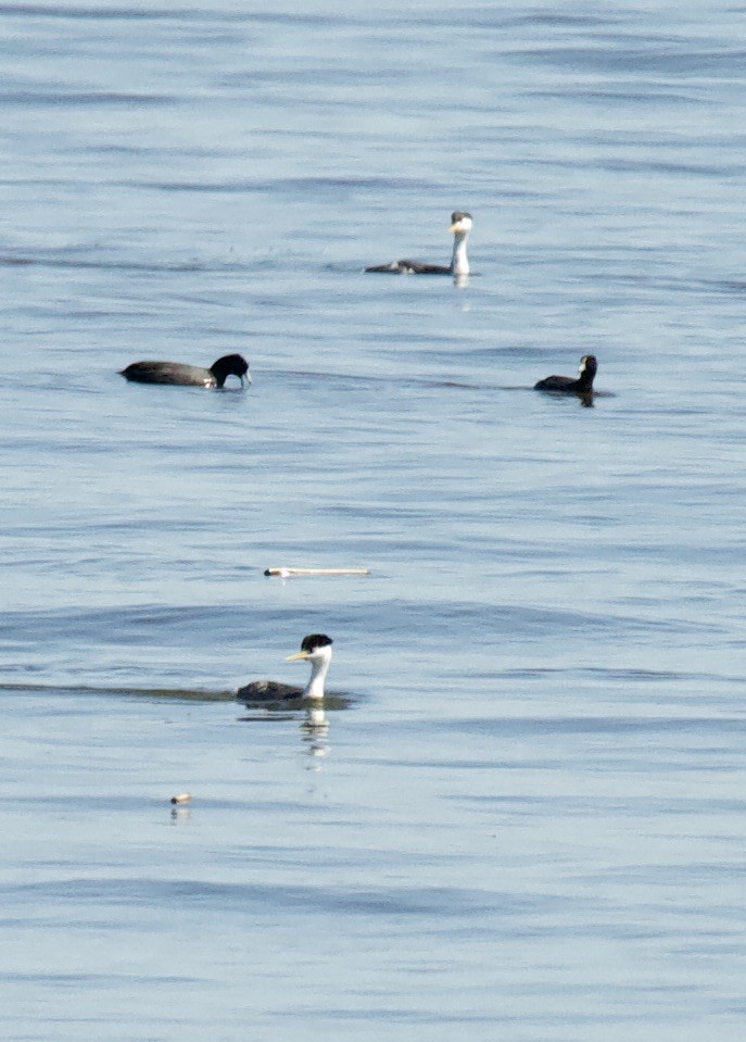 Clark's Grebe - ML321772701