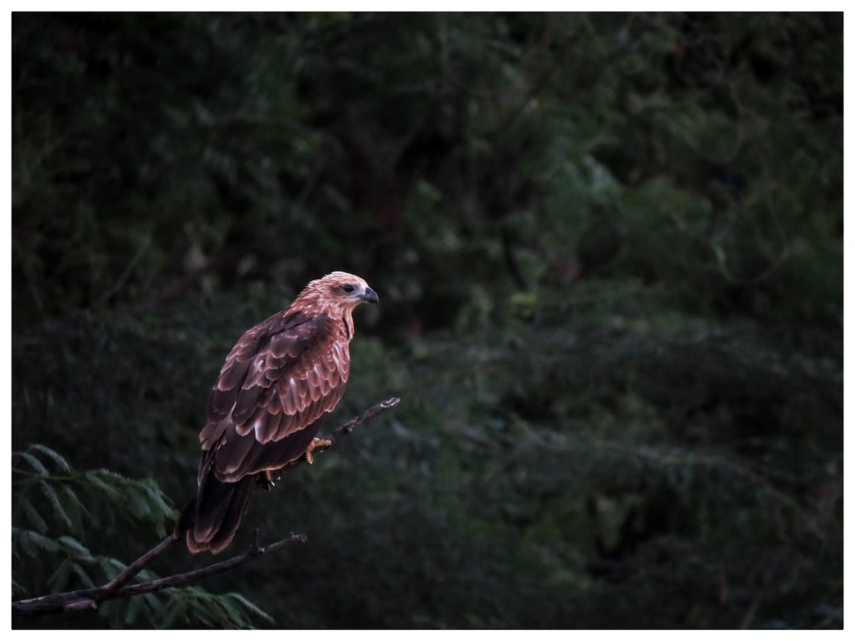 Brahminy Kite - ML321772901
