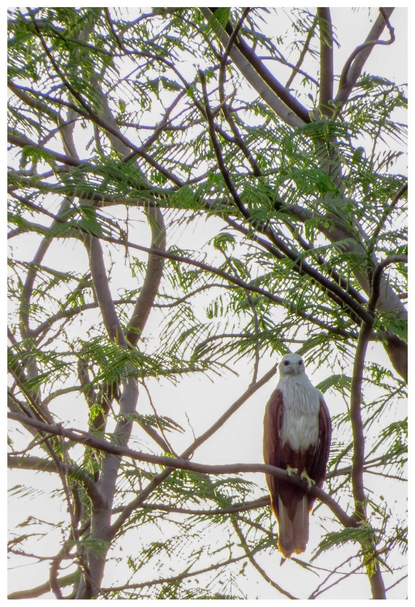 Brahminy Kite - ML321772911