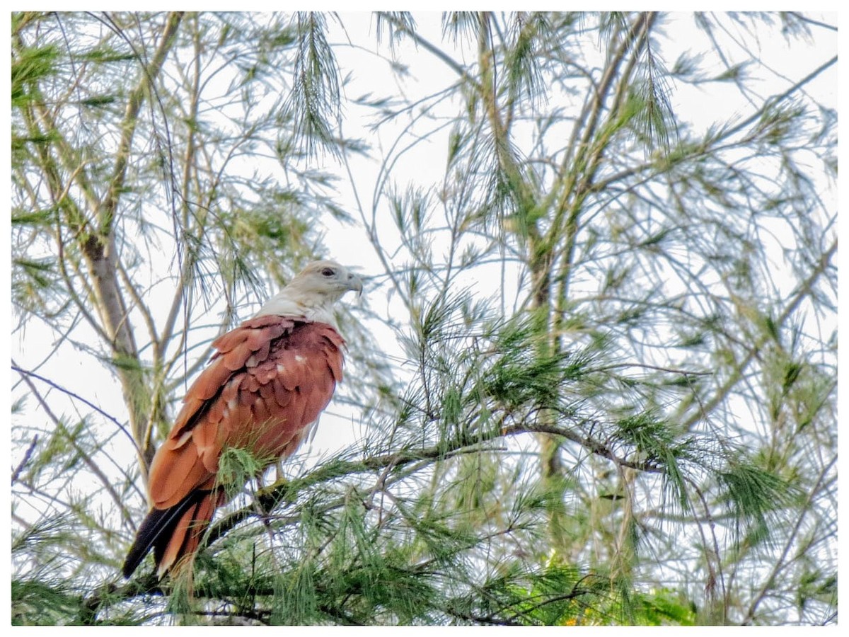 Brahminy Kite - ML321772921