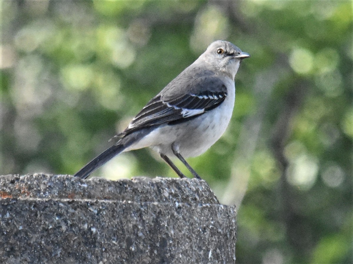 Northern Mockingbird - ML321775561