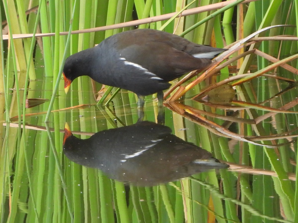 Eurasian Moorhen - ML321778431