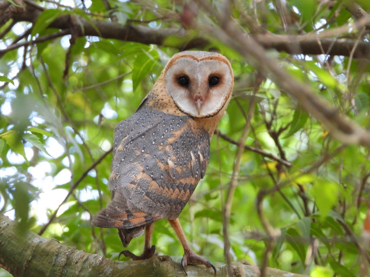 Western Barn Owl - ML321778531