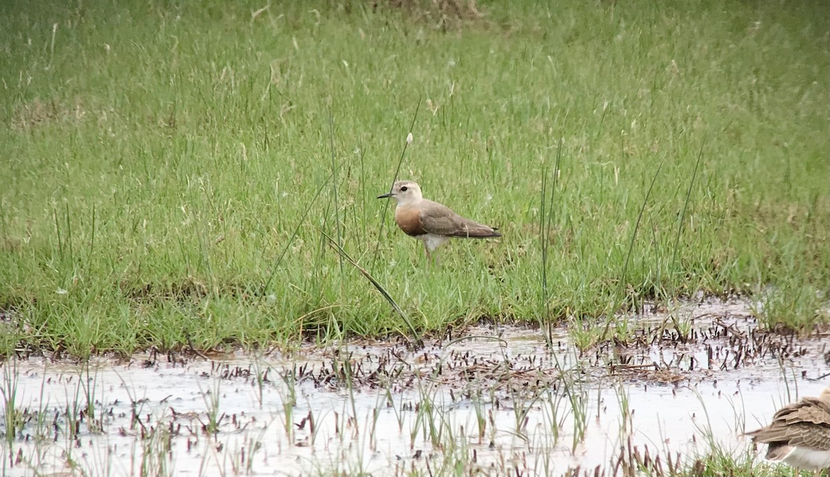 Oriental Plover - ML321778891