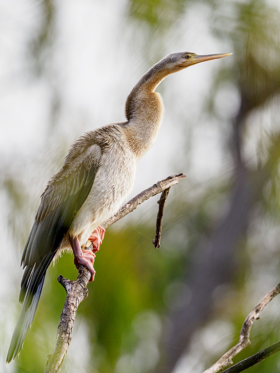 Australasian Darter - Peter Higgins