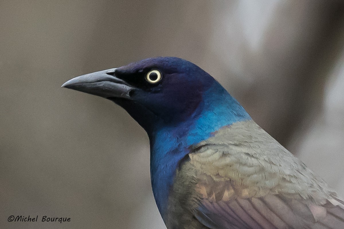 Common Grackle - ML321780961