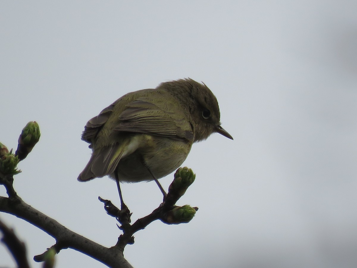 Mosquitero Común - ML321782441