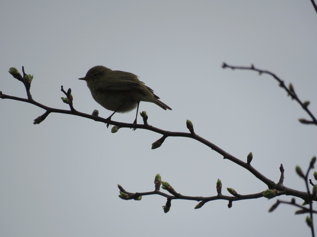 Common Chiffchaff - ML321782451