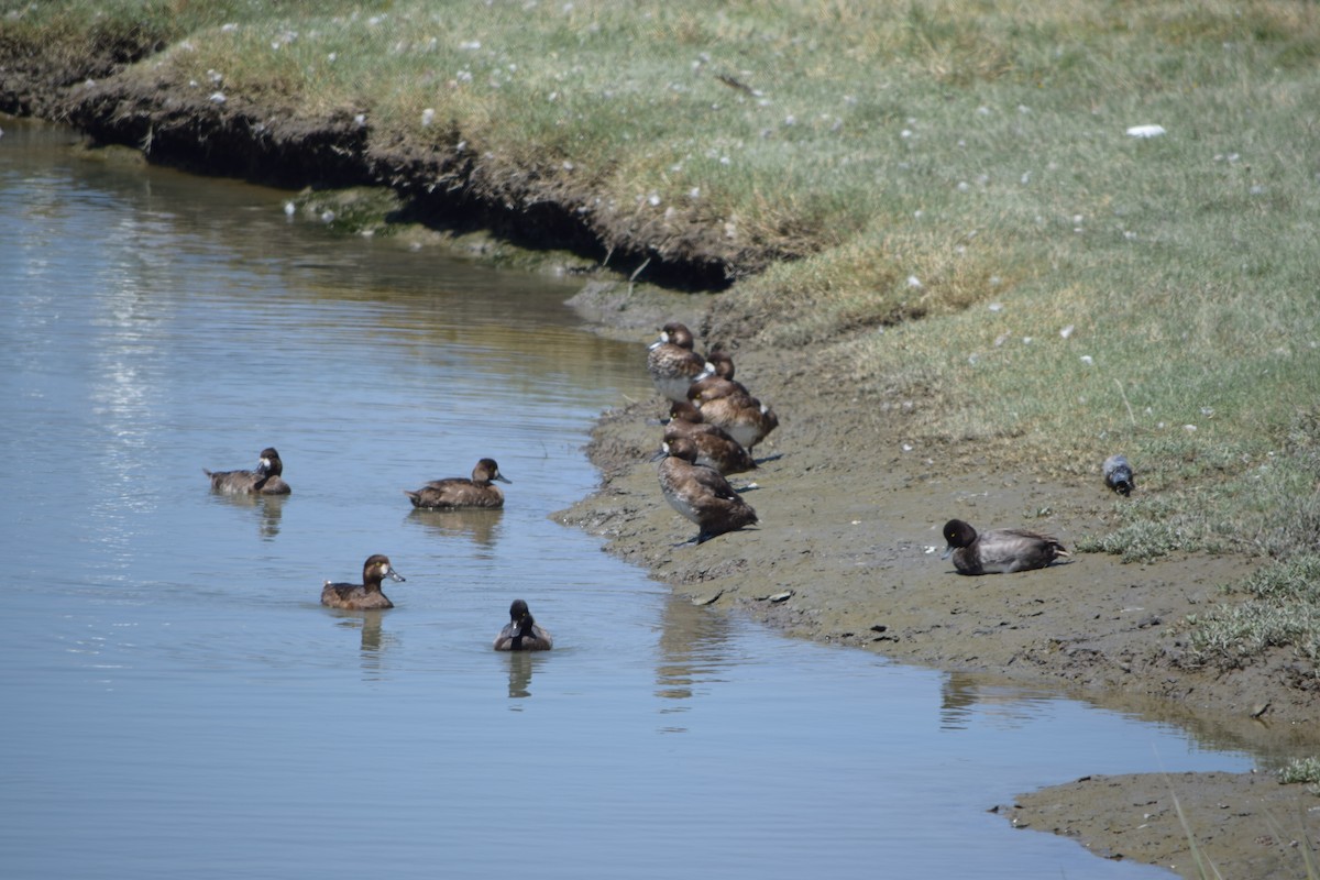 Greater Scaup - ML32178441