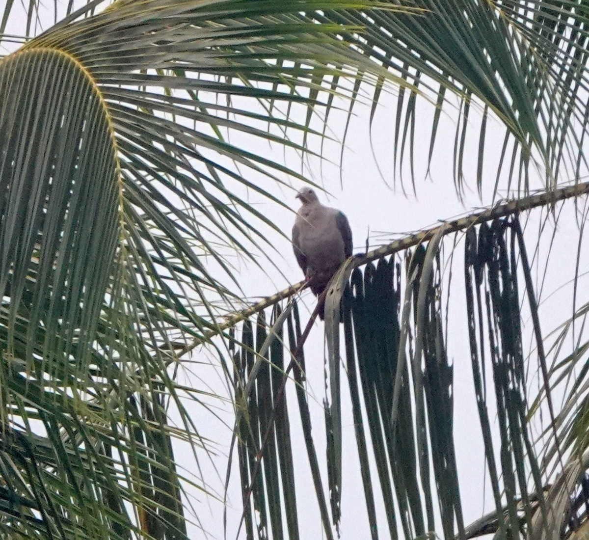 Island Imperial-Pigeon - ML321785121