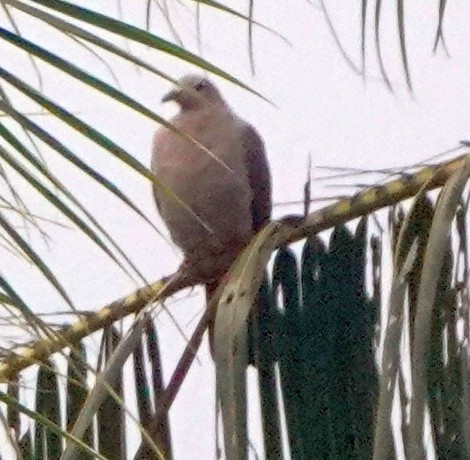 Island Imperial-Pigeon - ML321785151