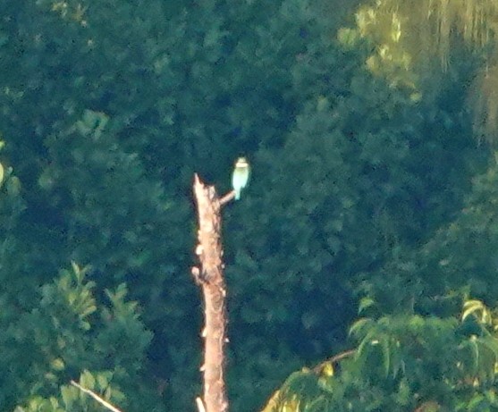 Melanesian Kingfisher (Bougainville-Guadalcanal) - ML321785711