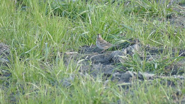 Rustic Bunting - ML321785911