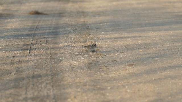 Rustic Bunting - ML321785951