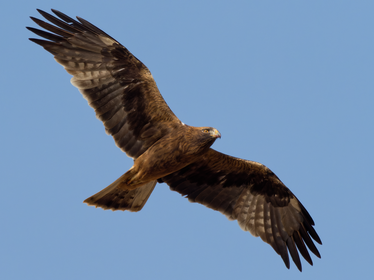 Booted Eagle - Juan Parra Caceres