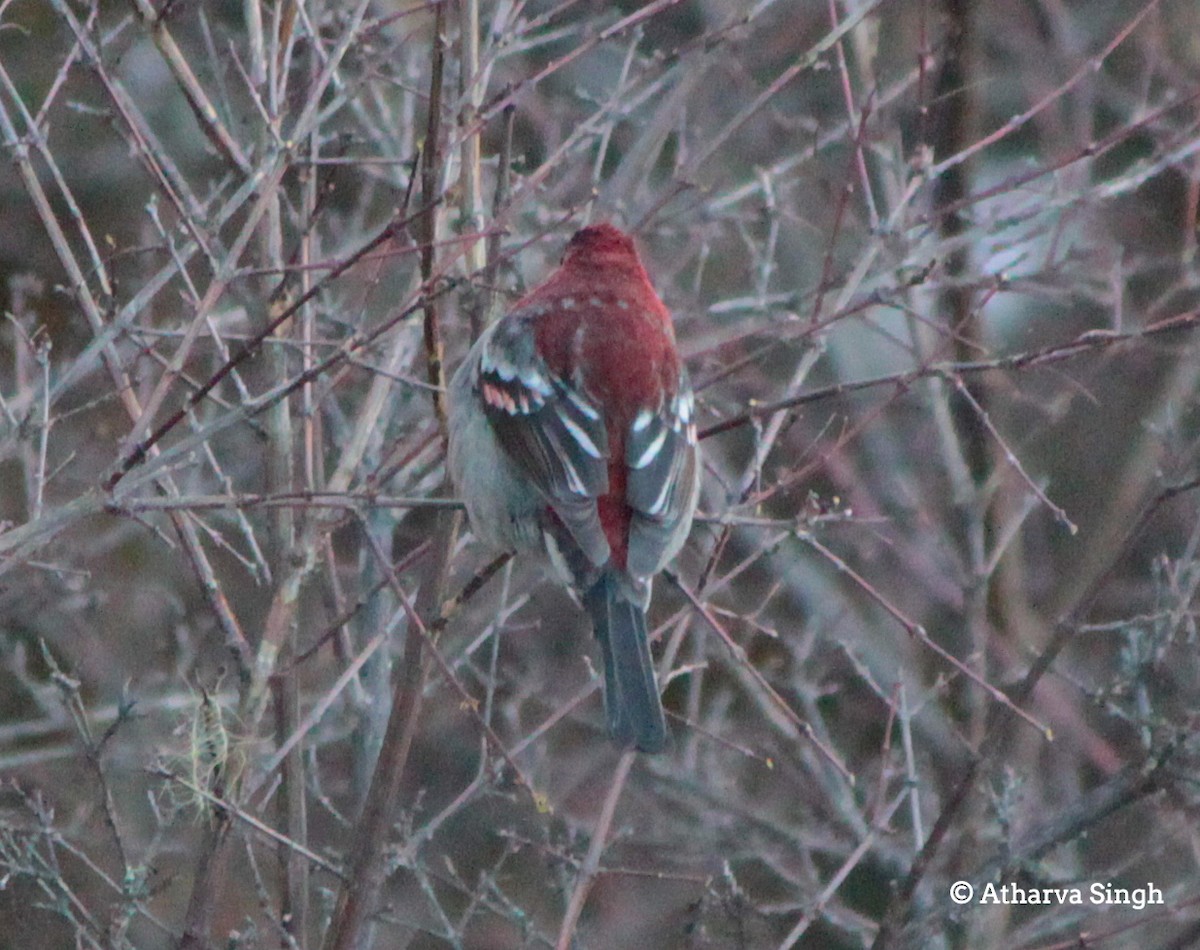 Three-banded Rosefinch - ML321786801