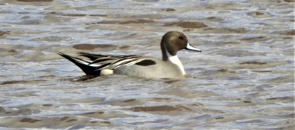 Northern Pintail - ML321787391