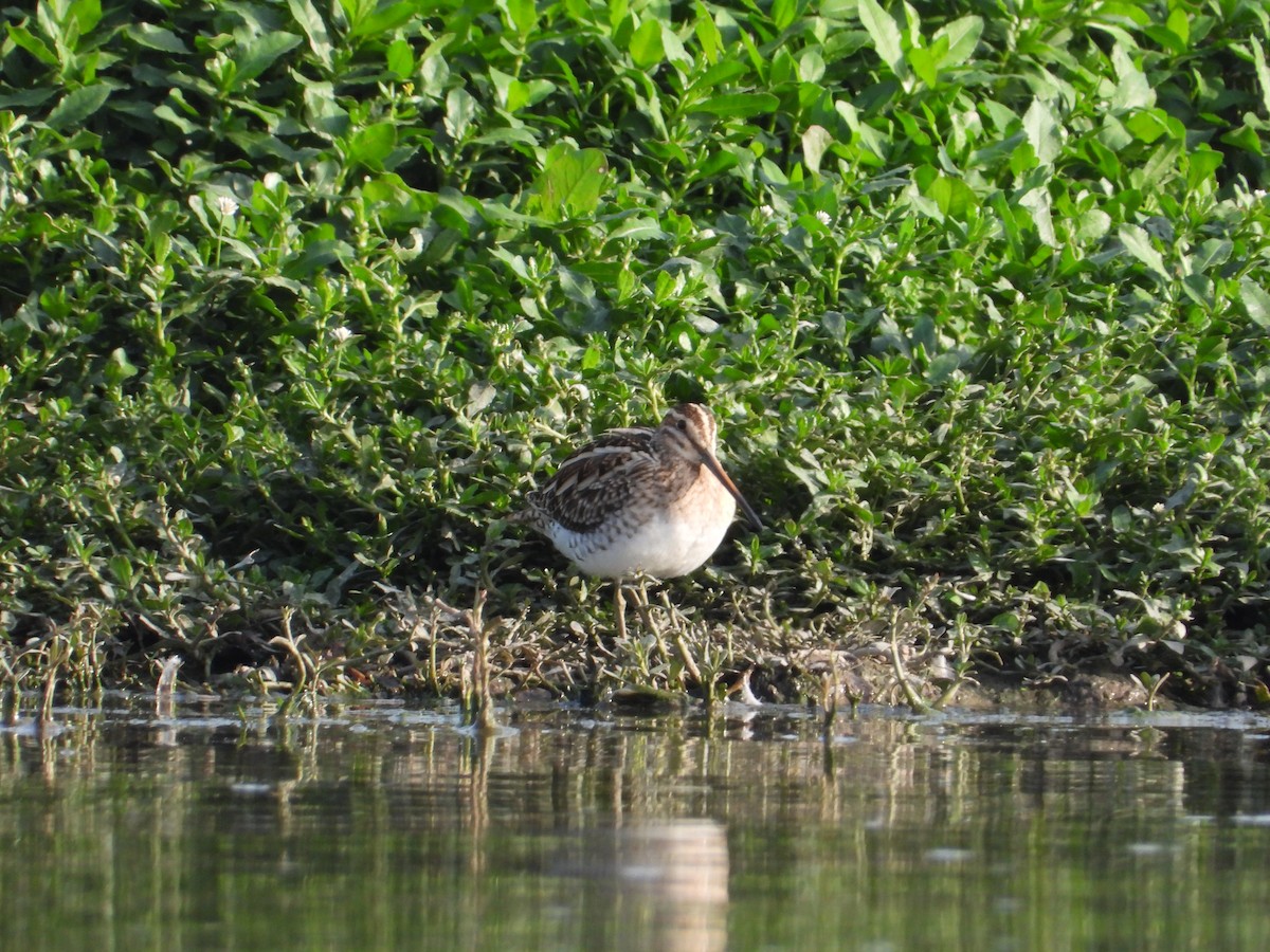 Common Snipe - ML321787631