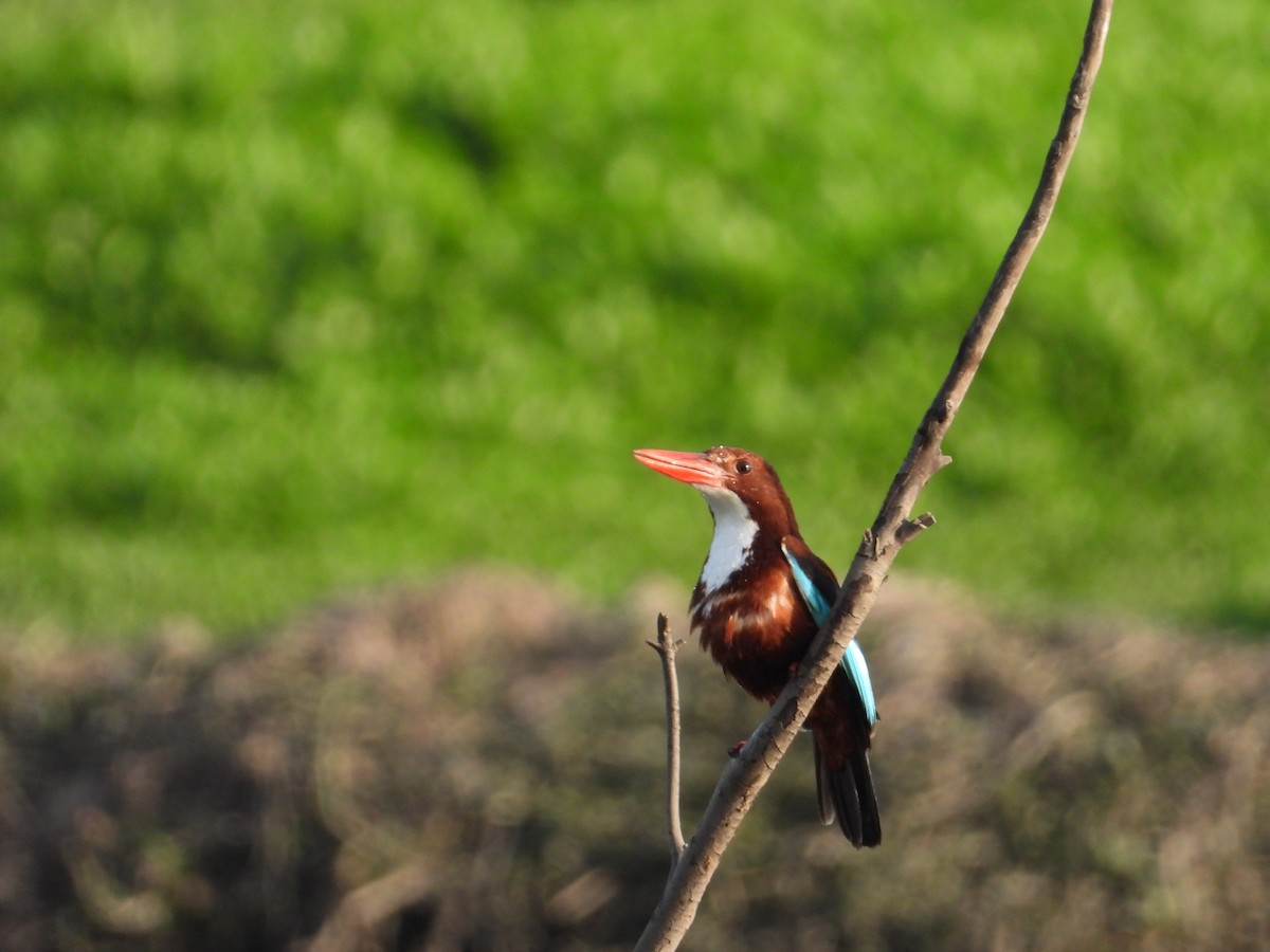 White-throated Kingfisher - ML321787721