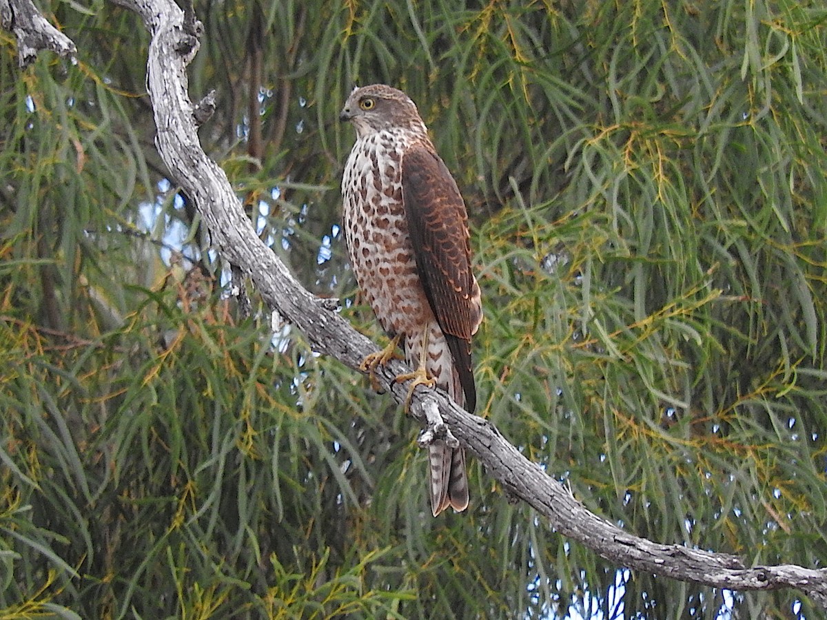 Collared Sparrowhawk - ML321787821