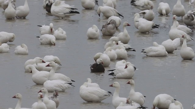 Snow x Ross's Goose (hybrid) - ML321789361