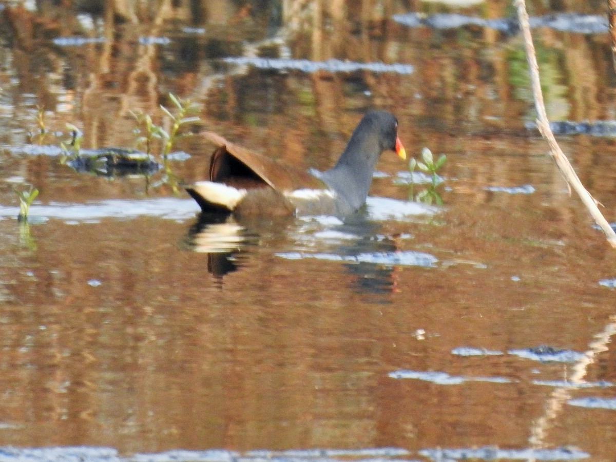 Eurasian Moorhen - Arulvelan Thillainayagam