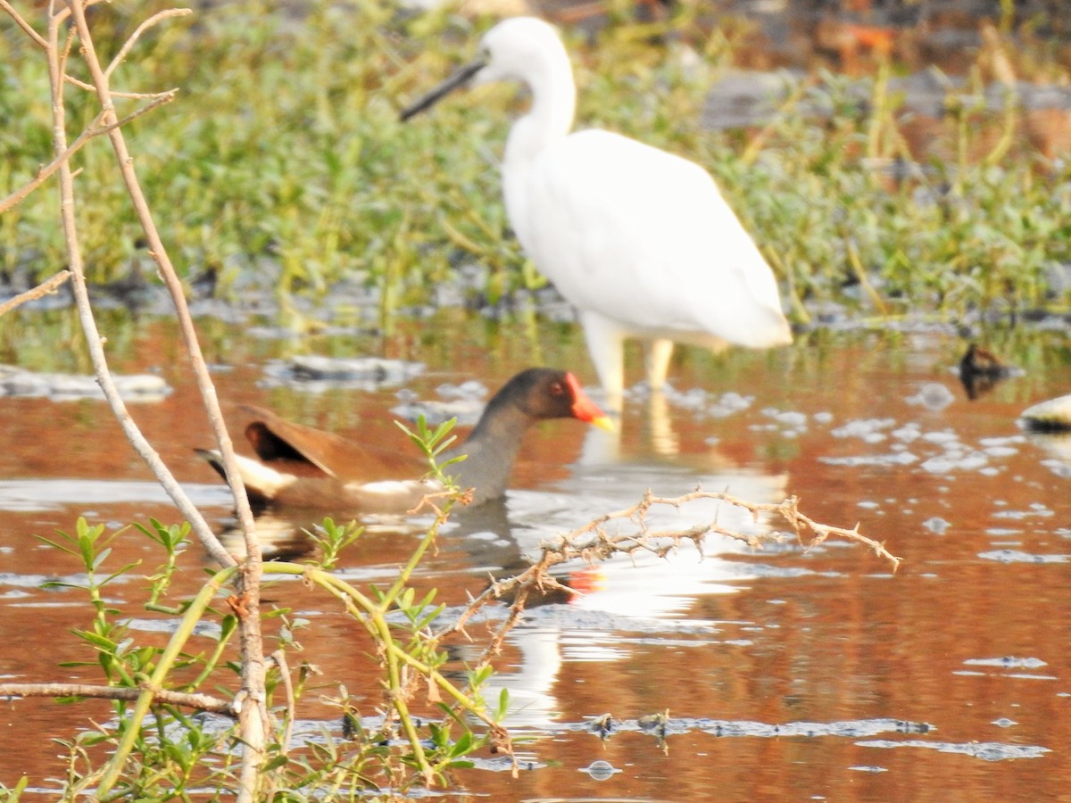 Eurasian Moorhen - Arulvelan Thillainayagam