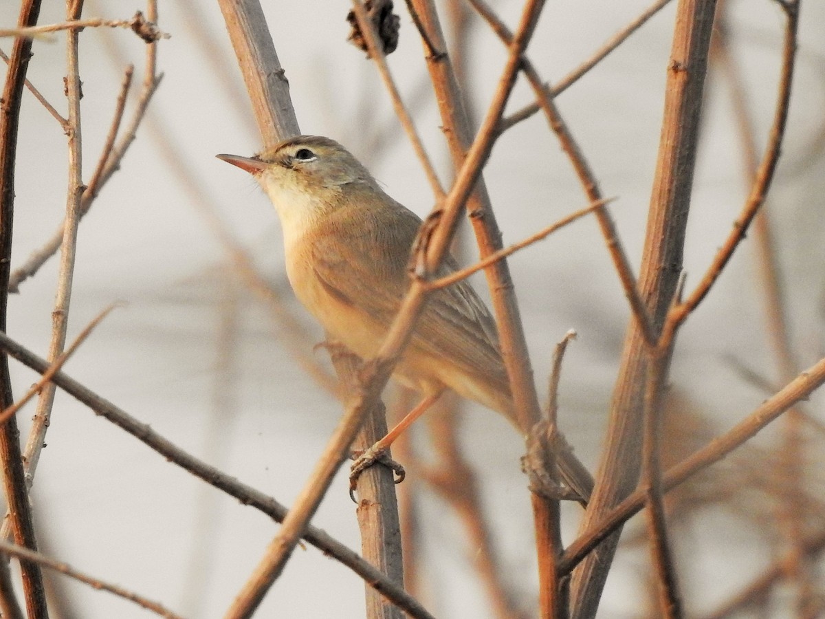 Blyth's Reed Warbler - ML321790461