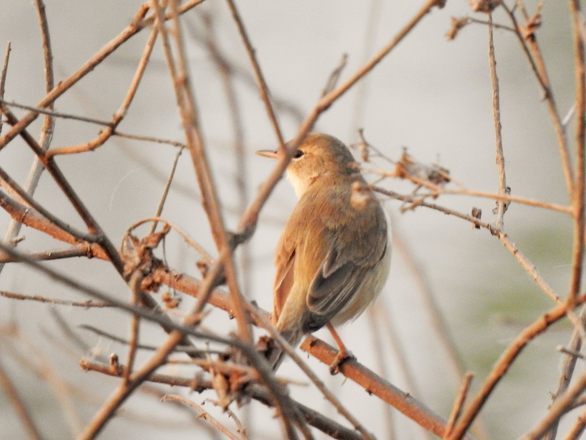 Blyth's Reed Warbler - ML321790471