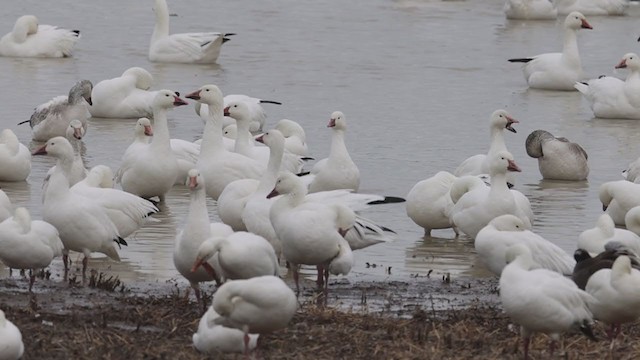 Snow x Ross's Goose (hybrid) - ML321790641