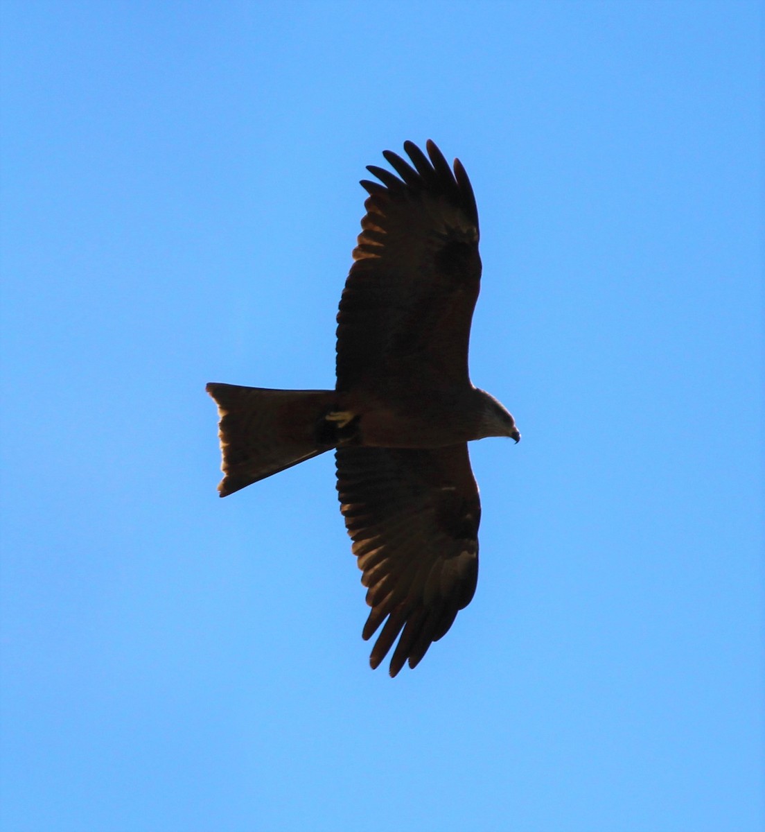 Black Kite - ML321790661