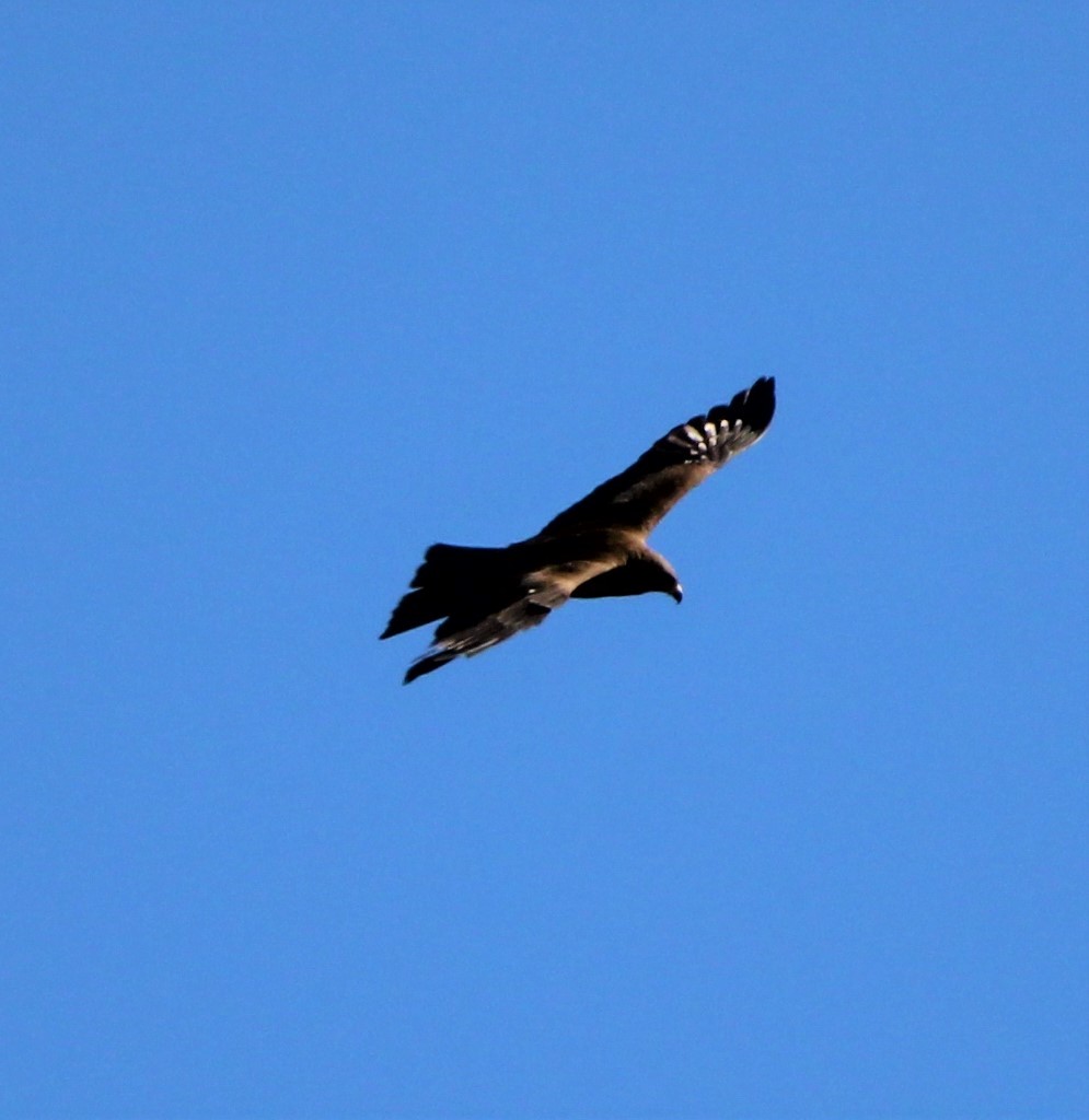 Black Kite - ML321790671