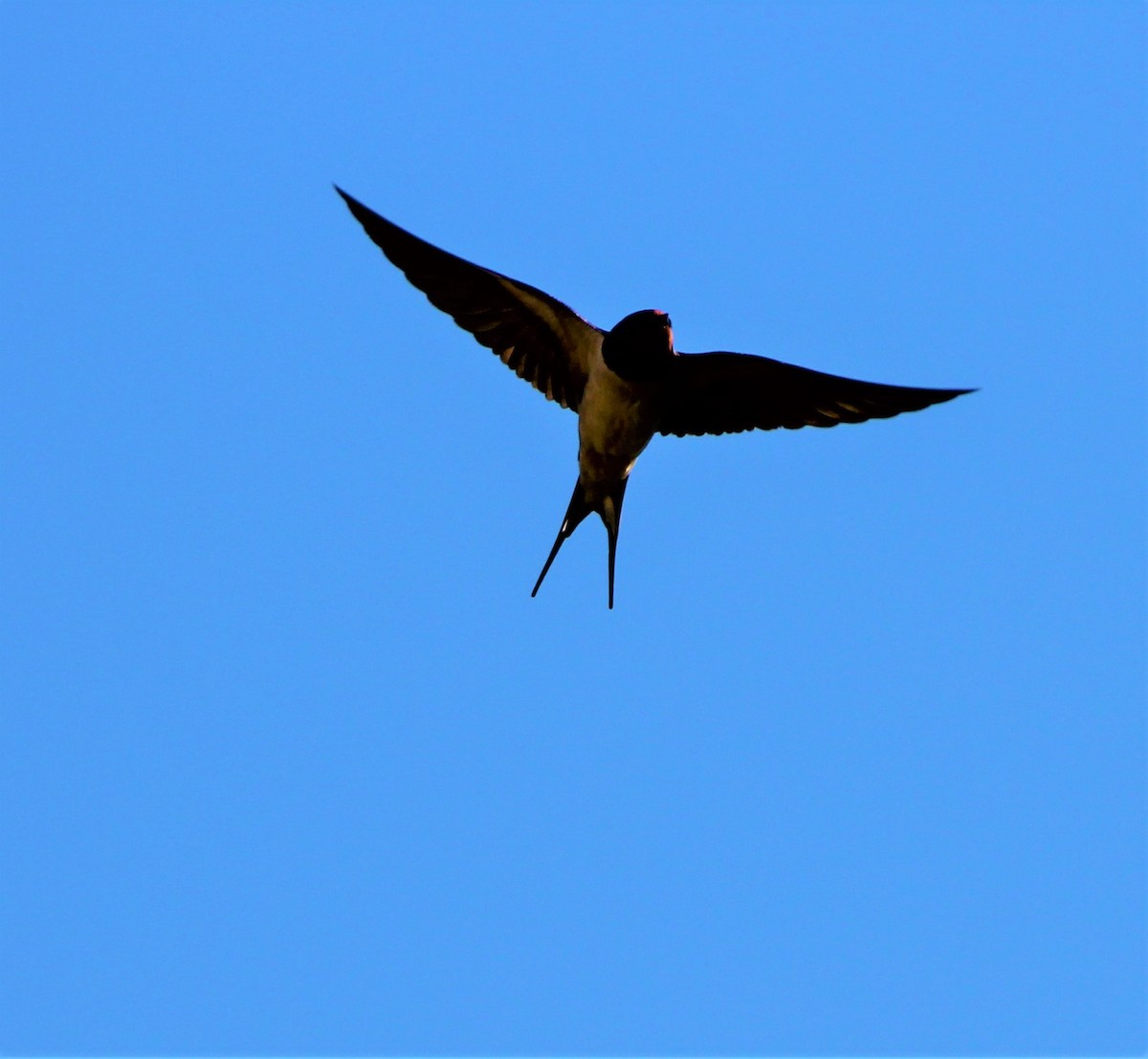 Barn Swallow - Daisy Salmon