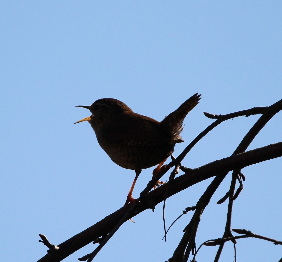 Eurasian Wren - ML321790701