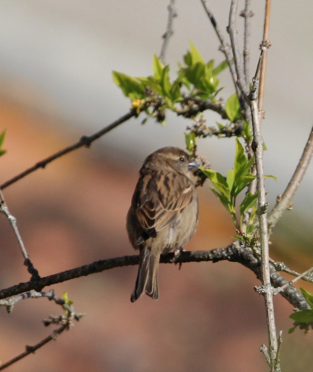 House Sparrow - ML321790791