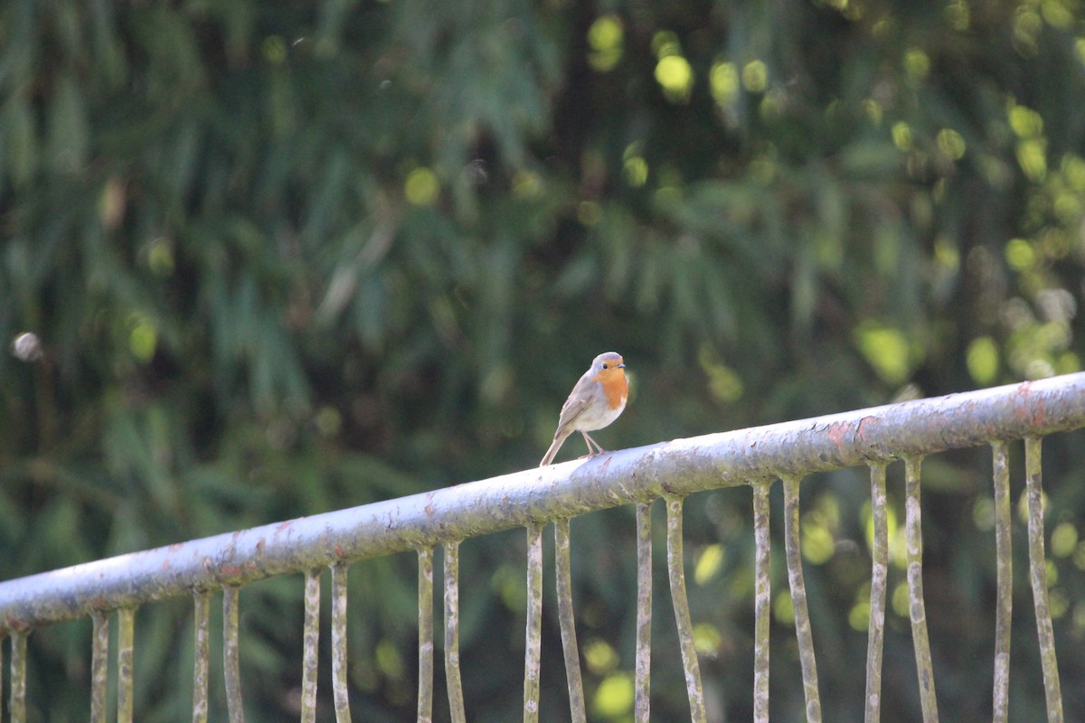 European Robin - ML321790821