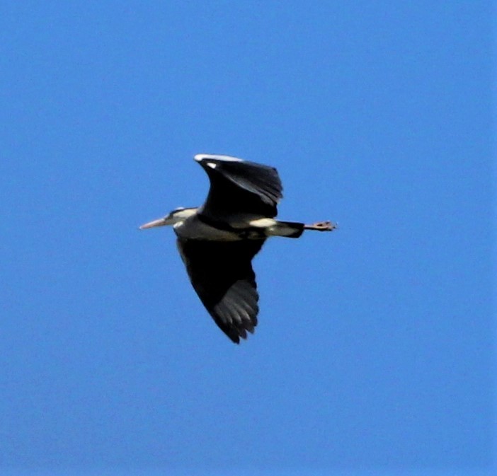 Gray Heron - ML321791101