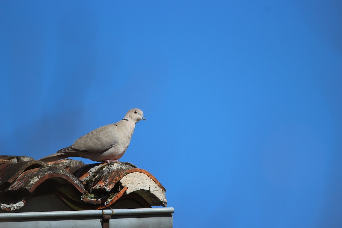 Eurasian Collared-Dove - ML321791121