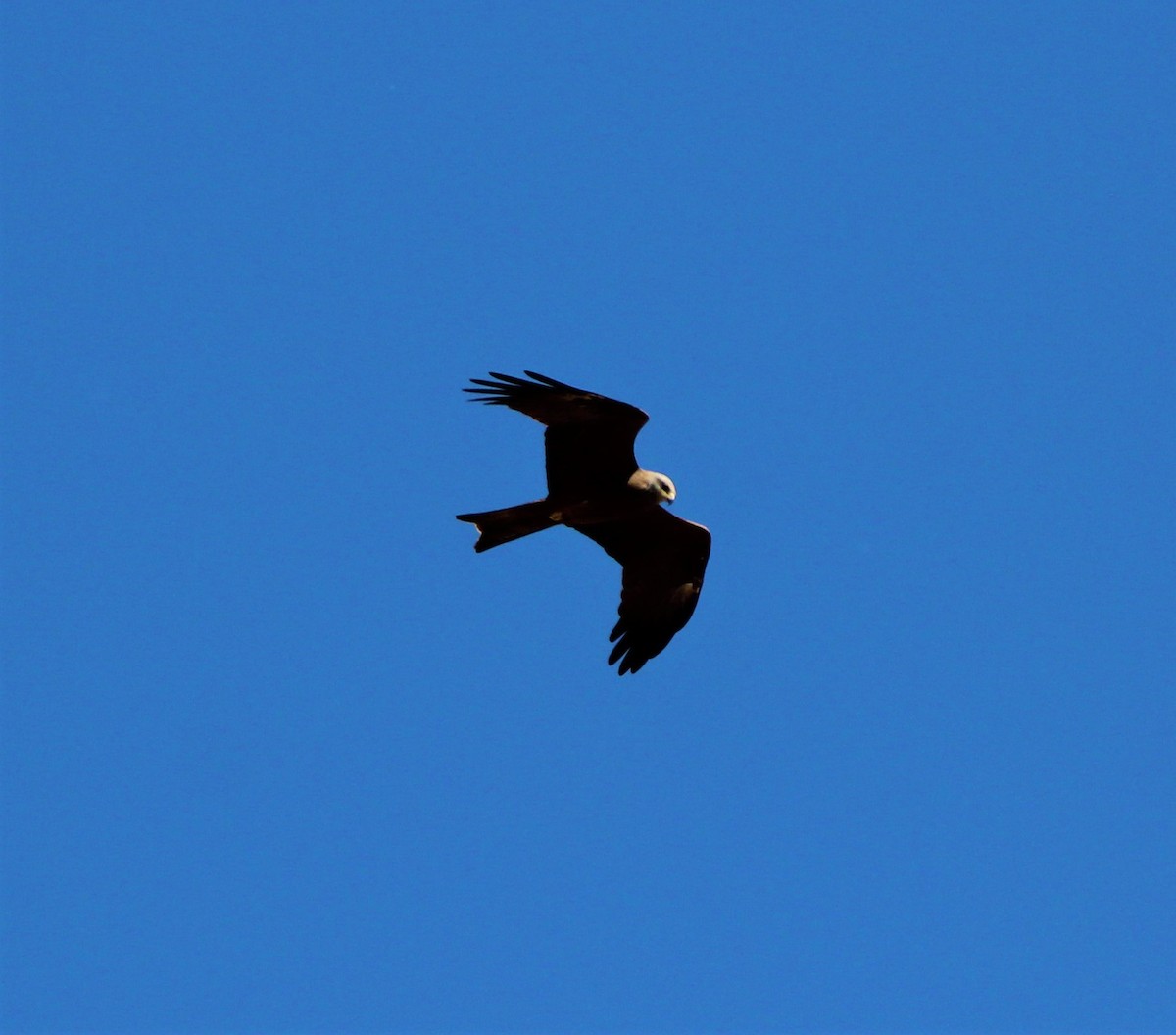 Black Kite - ML321791171