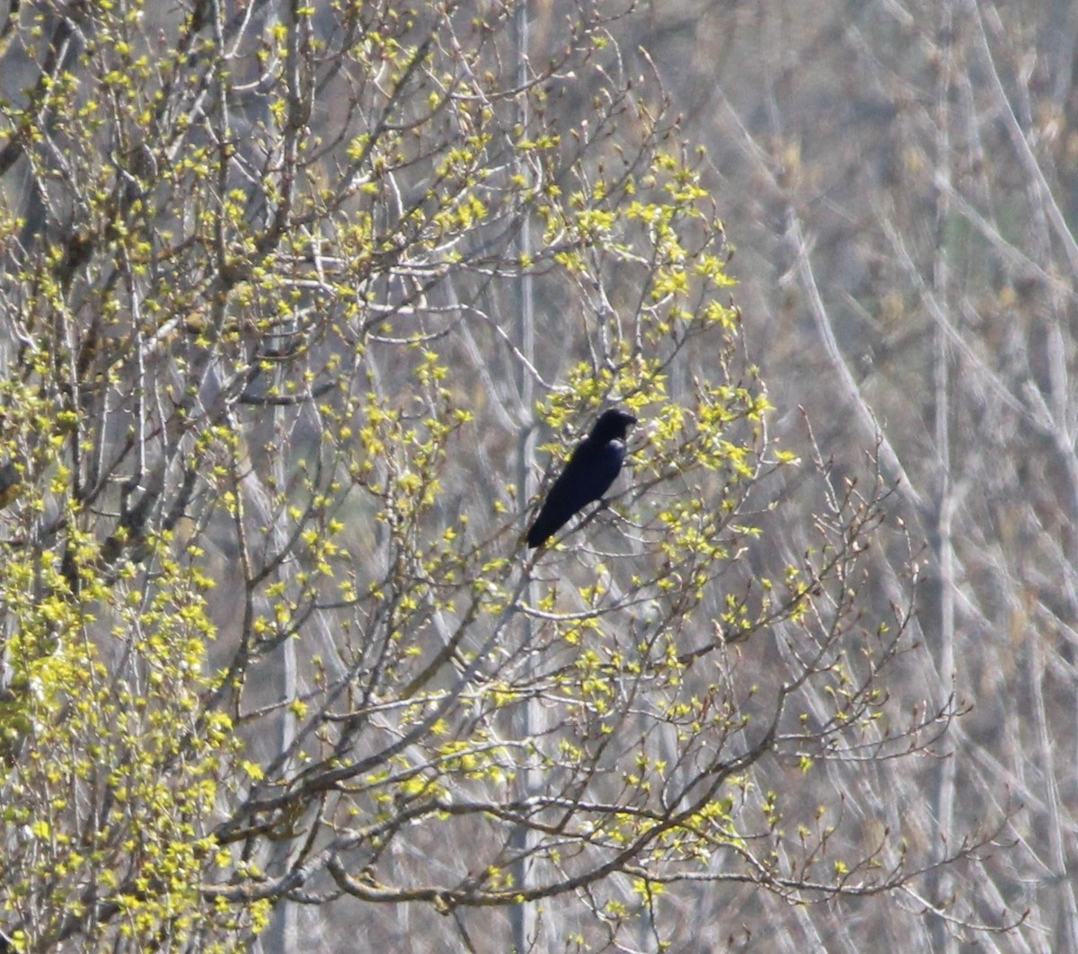 Carrion Crow - ML321791291