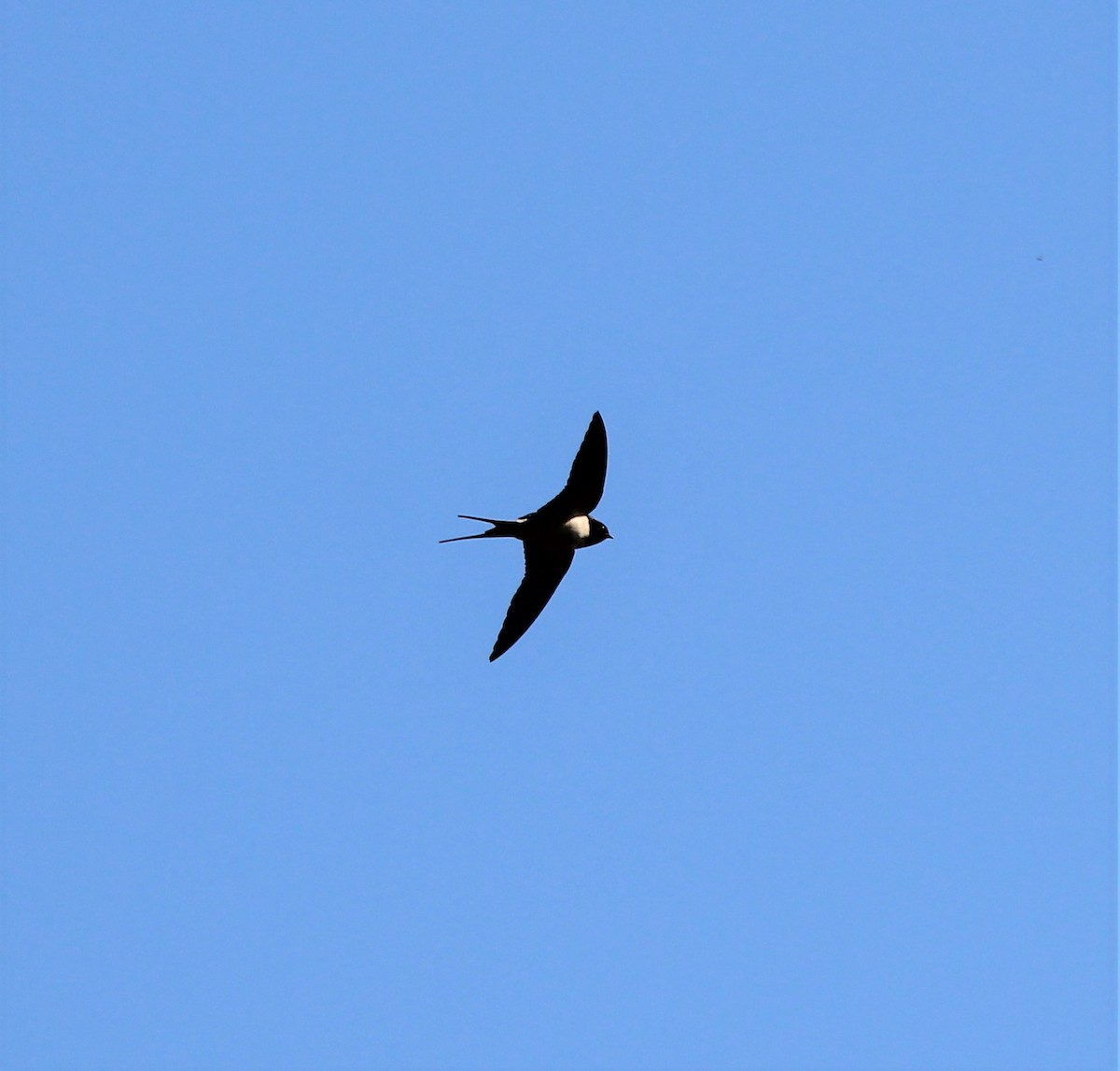 Barn Swallow - ML321791301