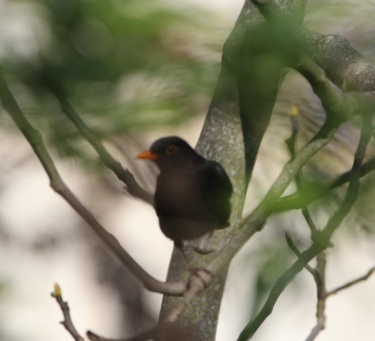 Eurasian Blackbird - ML321791321