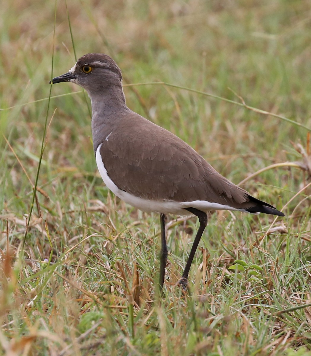 Senegal Lapwing - ML321792561