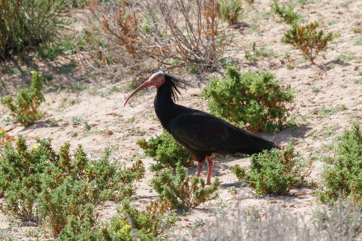 Northern Bald Ibis - ML321792721