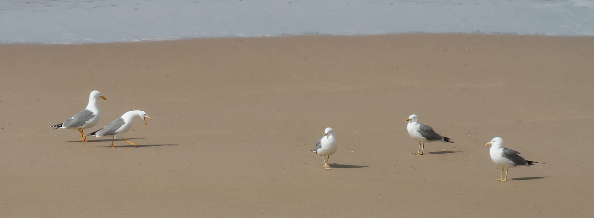 Yellow-legged Gull (michahellis) - ML321792861