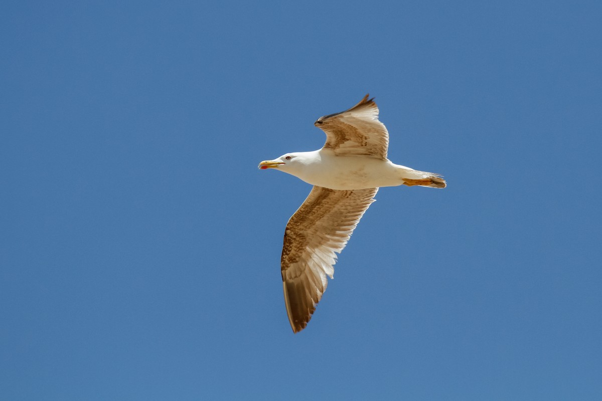 Gaviota Patiamarilla (michahellis) - ML321792991