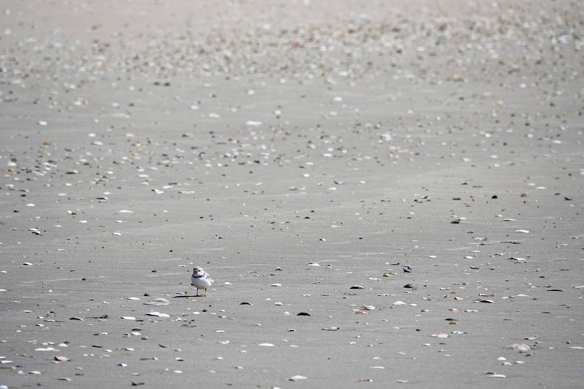 Piping Plover - ML321793701