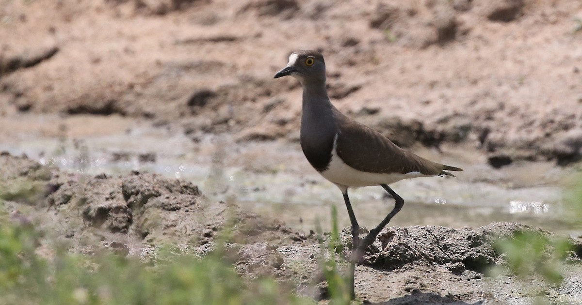 Senegal Lapwing - ML321793761