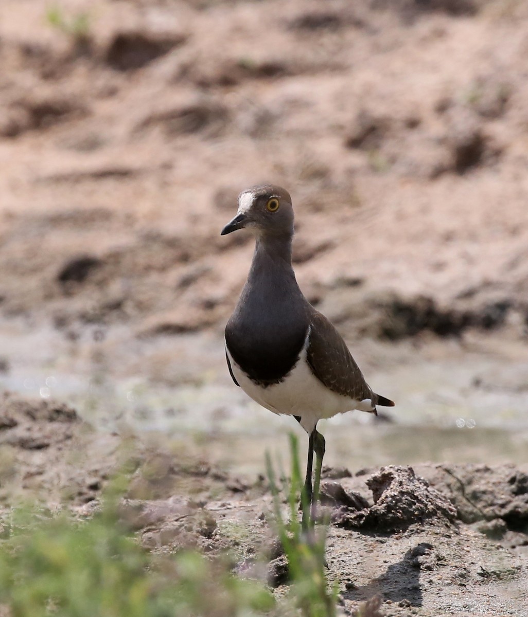 Senegal Lapwing - ML321793781